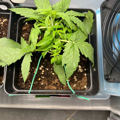Grape Ape F1  growlog timeline photo