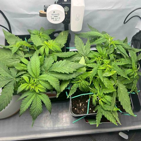 Grape Ape F1  growlog timeline photo