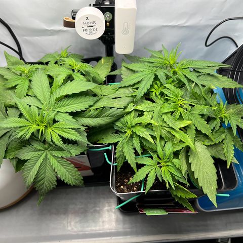 Grape Ape F1  growlog timeline photo