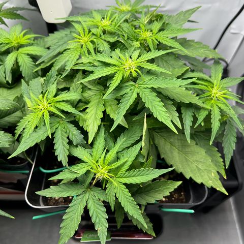 Grape Ape F1  growlog timeline photo