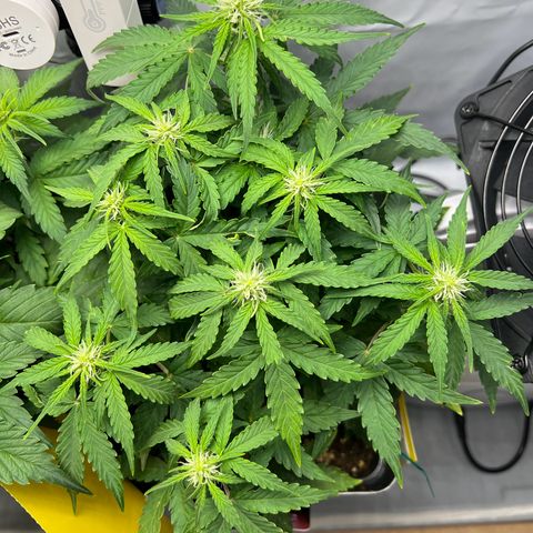 Grape Ape F1  growlog timeline photo