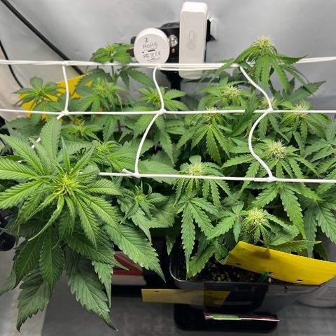Grape Ape F1  growlog timeline photo