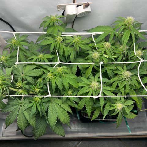 Grape Ape F1  growlog timeline photo