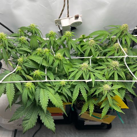 Grape Ape F1  growlog timeline photo