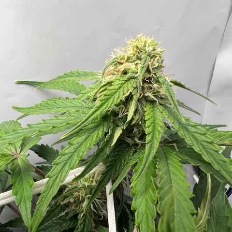 Grape Ape F1  growlog timeline photo