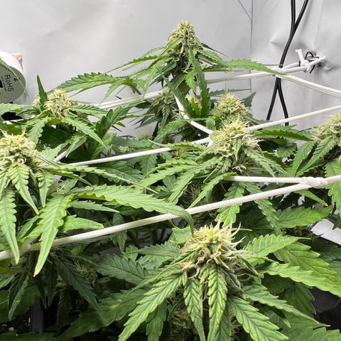 Grape Ape F1  growlog timeline photo