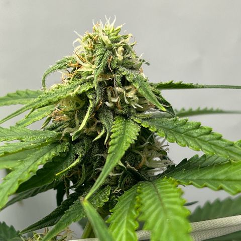 Grape Ape F1  growlog timeline photo