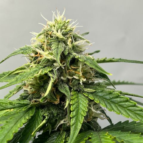 Grape Ape F1  growlog timeline photo