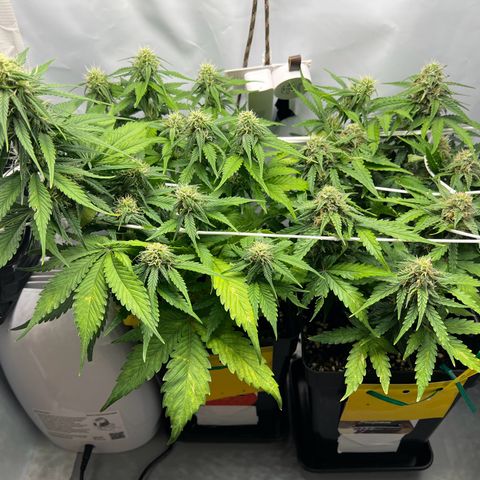 Grape Ape F1  growlog timeline photo