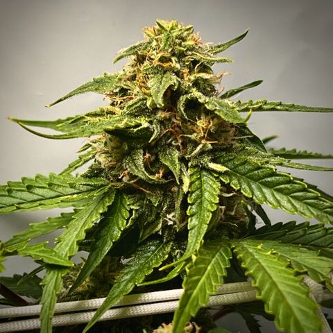 Grape Ape F1  growlog timeline photo