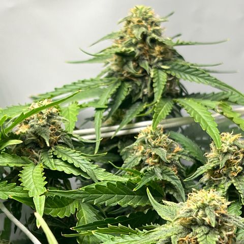 Grape Ape F1  growlog timeline photo