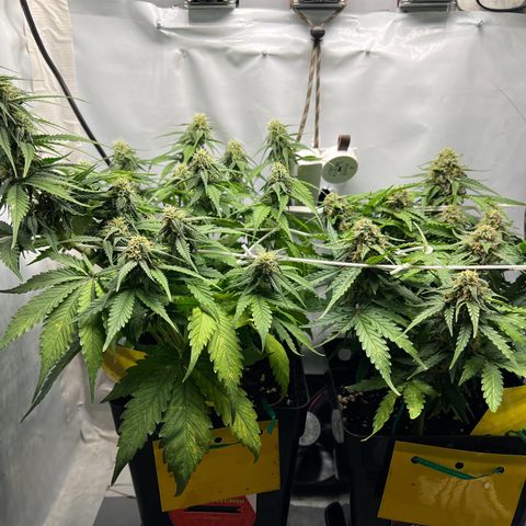 Grape Ape F1  growlog timeline photo