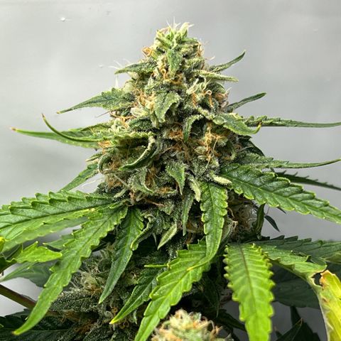 Grape Ape F1  growlog timeline photo