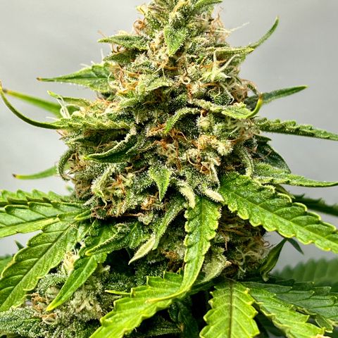 Grape Ape F1  growlog timeline photo