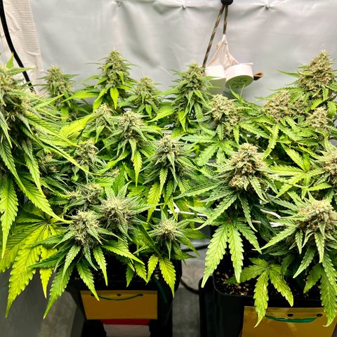 Grape Ape F1  growlog timeline photo