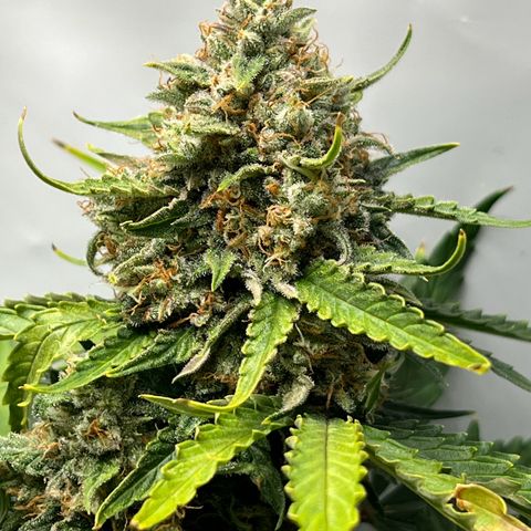 Grape Ape F1  growlog timeline photo