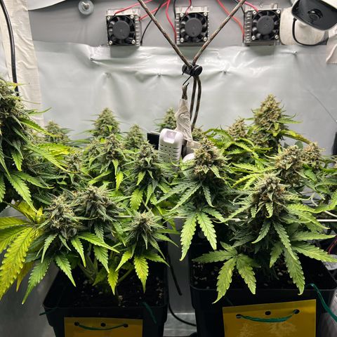 Grape Ape F1  growlog timeline photo