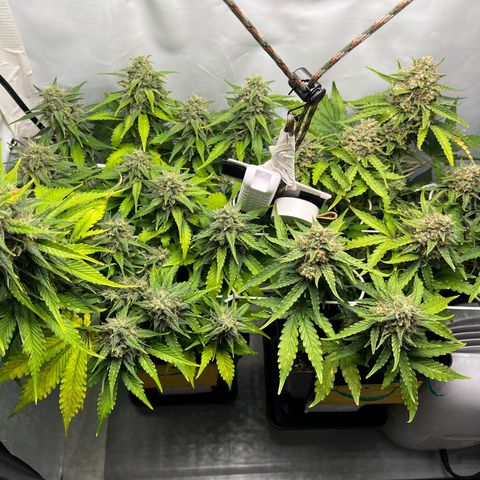 Grape Ape F1  growlog timeline photo