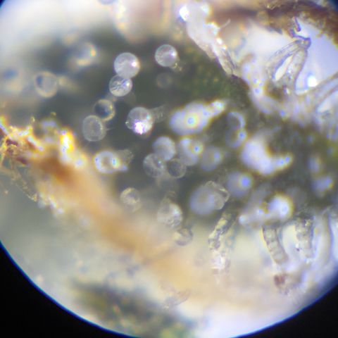 Grape Ape F1  growlog photo: Some milky trichomes spotted, mostly still clear