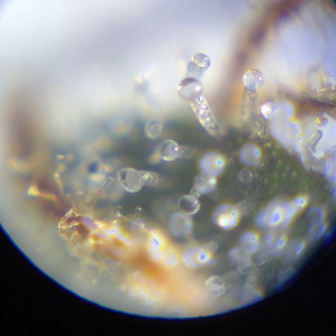 Grape Ape F1  growlog photo: Some milky trichomes spotted, mostly still clear