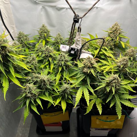 Grape Ape F1  growlog timeline photo