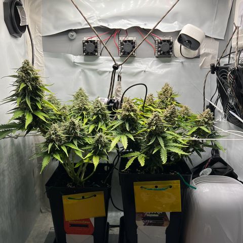 Grape Ape F1  growlog timeline photo