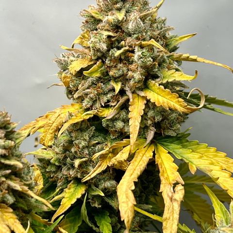 Grape Ape F1  growlog timeline photo