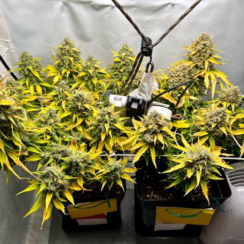 Grape Ape F1  growlog timeline photo