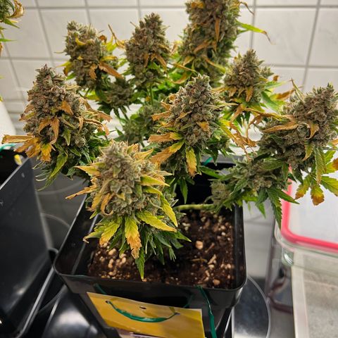 Grape Ape F1  growlog timeline photo