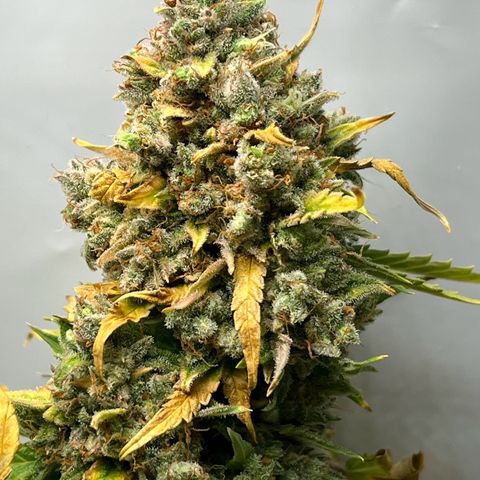 Grape Ape F1  growlog timeline photo