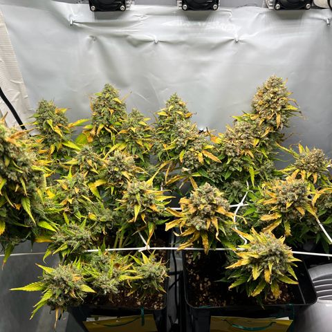 Grape Ape F1  growlog timeline photo