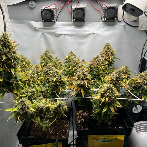 Grape Ape F1  growlog timeline photo