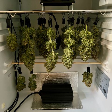 Grape Ape F1  growlog timeline photo