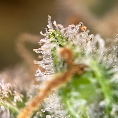 Grape Ape F1  growlog timeline photo