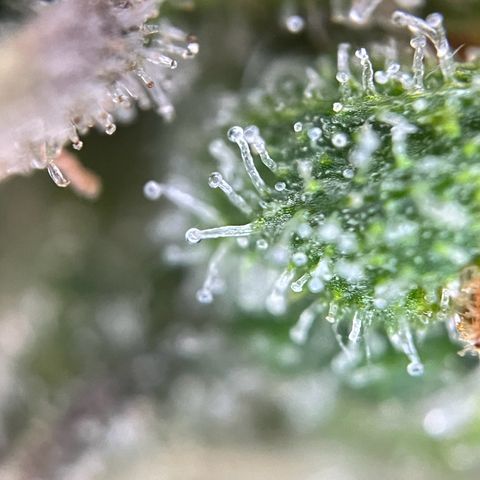 Grape Ape F1  growlog timeline photo