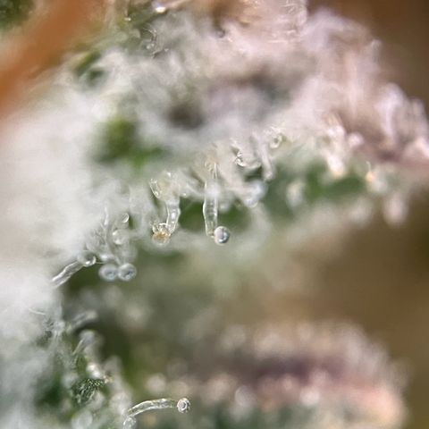 Grape Ape F1  growlog timeline photo