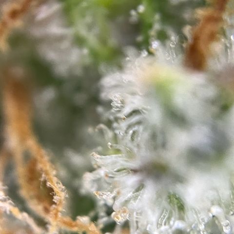 Grape Ape F1  growlog timeline photo