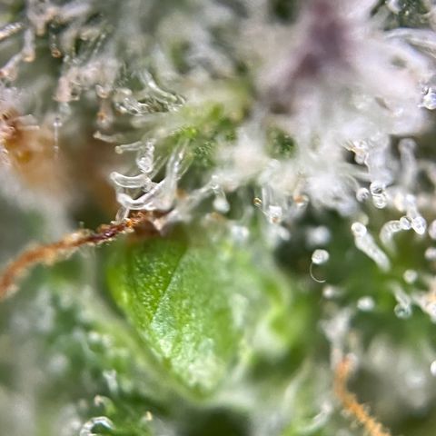 Grape Ape F1  growlog timeline photo