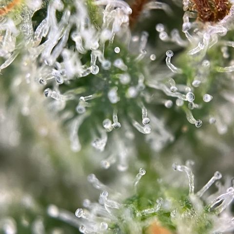 Grape Ape F1  growlog timeline photo