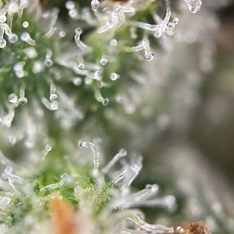 Grape Ape F1  growlog timeline photo