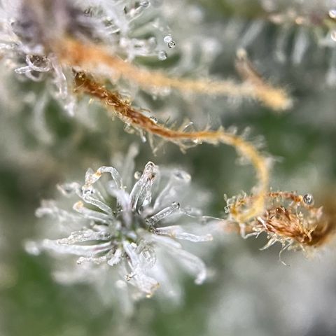 Grape Ape F1  growlog timeline photo