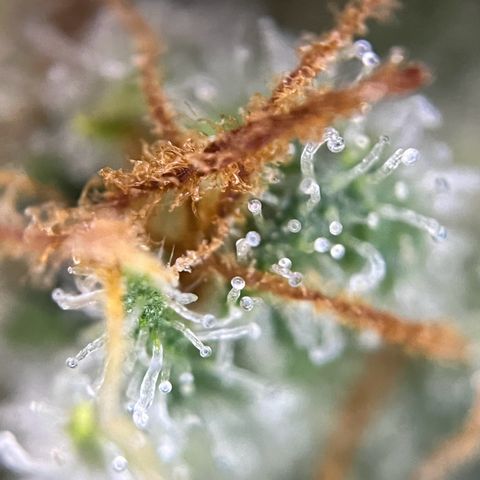 Grape Ape F1  growlog timeline photo
