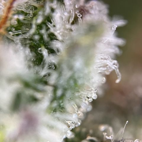 Grape Ape F1  growlog timeline photo