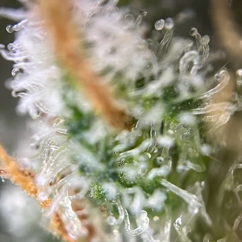Grape Ape F1  growlog timeline photo