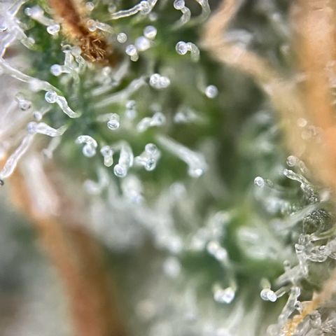 Grape Ape F1  growlog timeline photo