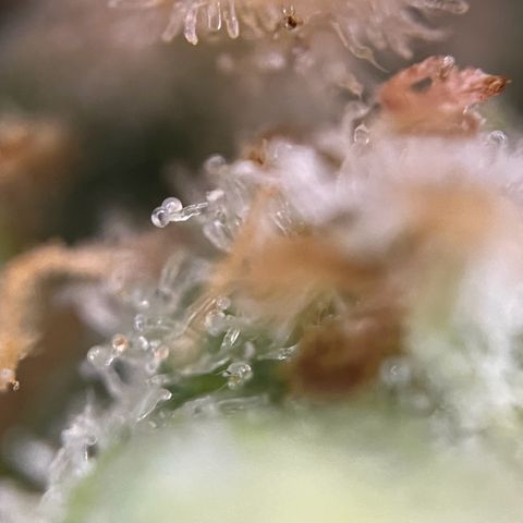 Grape Ape F1  growlog timeline photo