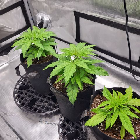 Runtz growlog timeline photo