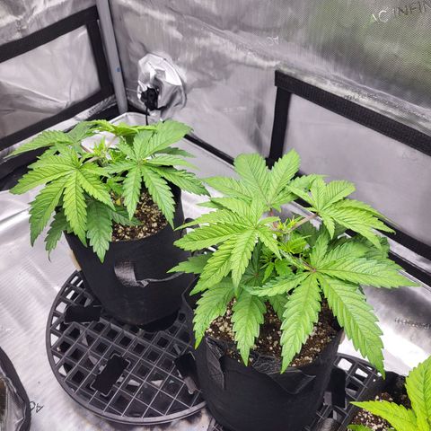 Runtz growlog timeline photo