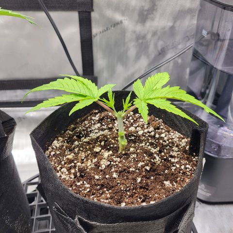 Runtz growlog timeline photo