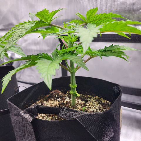 Runtz growlog timeline photo